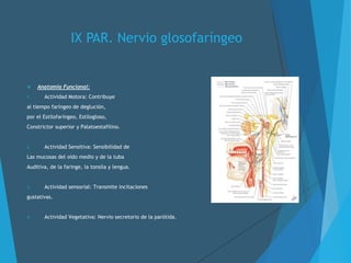 IX PAR. Nervio glosofaríngeo
 Anatomía Funcional:
1. Actividad Motora: Contribuye
al tiempo faríngeo de deglución,
por el Estilofaríngeo, Estilogloso,
Constrictor superior y Palatoestafilino.
2. Actividad Sensitiva: Sensibilidad de
Las mucosas del oído medio y de la tuba
Auditiva, de la faringe, la tonsila y lengua.
3. Actividad sensorial: Transmite incitaciones
gustativas.
4. Actividad Vegetativa: Nervio secretorio de la parótida.
 