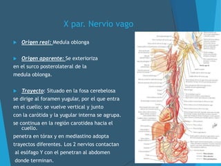X par. Nervio vago
 Origen real: Medula oblonga
 Origen aparente: Se exterioriza
en el surco posterolateral de la
medula oblonga.
 Trayecto: Situado en la fosa cerebelosa
se dirige al foramen yugular, por el que entra
en el cuello; se vuelve vertical y junto
con la carótida y la yugular interna se agrupa.
se continua en la región carotidea hacia el
cuello.
penetra en tórax y en mediastino adopta
trayectos diferentes. Los 2 nervios contactan
al esófago Y con el penetran al abdomen
donde terminan.
 
