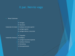 X par. Nervio vago
 Ramas Colaterales:
N. Faríngeos
N. Vasculares
Colaterales Cervicales N. Cardiacos Cervicales superior
N. Laríngeo superior
N. Laríngeo inferior o recurrente
N. Traqueales
Colaterales Torácicas N. Esofágicos
N. Laríngeo recurrente izquierdo
N. Cardiacos Torácicos
N. Pericárdicos
N. Broncopulmonares
 
