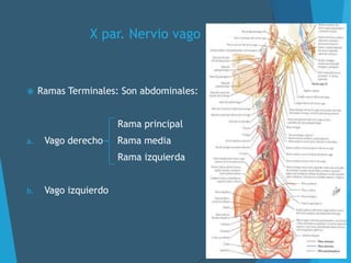 X par. Nervio vago
 Ramas Terminales: Son abdominales:
Rama principal
a. Vago derecho Rama media
Rama izquierda
b. Vago izquierdo
 
