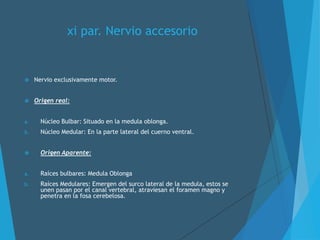 xi par. Nervio accesorio
 Nervio exclusivamente motor.
 Origen real:
a. Núcleo Bulbar: Situado en la medula oblonga.
b. Núcleo Medular: En la parte lateral del cuerno ventral.
 Origen Aparente:
a. Raíces bulbares: Medula Oblonga
b. Raíces Medulares: Emergen del surco lateral de la medula, estos se
unen pasan por el canal vertebral, atraviesan el foramen magno y
penetra en la fosa cerebelosa.
 