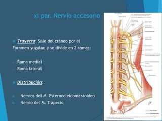 xi par. Nervio accesorio
 Trayecto: Sale del cráneo por el
Foramen yugular, y se divide en 2 ramas:
o Rama medial
o Rama lateral
 Distribución:
a. Nervios del M. Esternocleidomastoideo
b. Nervio del M. Trapecio
 