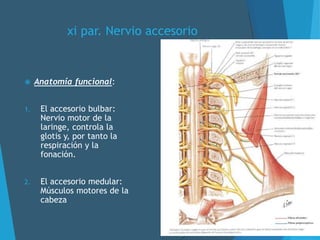xi par. Nervio accesorio
 Anatomía funcional:
1. El accesorio bulbar:
Nervio motor de la
laringe, controla la
glotis y, por tanto la
respiración y la
fonación.
2. El accesorio medular:
Músculos motores de la
cabeza
 