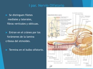 I par. Nervio Olfatorio
 Se distinguen filetes
mediales y laterales,
fibras verticales y oblicuas.
 Entran en el cráneo por los
forámenes de la lamina
cribosa del etmoides.
 Termina en el bulbo olfatorio.
 