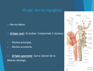 XII par. Nervio hipogloso
 Nervio Motor.
 Origen real: Es bulbar. Comprende 2 núcleos:
a. Núcleo principal.
b. Núcleo accesorio.
 Origen aparente: Surco lateral de la
Medula oblonga.
 