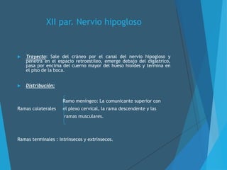 XII par. Nervio hipogloso
 Trayecto: Sale del cráneo por el canal del nervio hipogloso y
penetra en el espacio retroestileo, emerge debajo del digástrico,
pasa por encima del cuerno mayor del hueso hioides y termina en
el piso de la boca.
 Distribución:
Ramo meníngeo: La comunicante superior con
Ramas colaterales el plexo cervical, la rama descendente y las
ramas musculares.
Ramas terminales : Intrínsecos y extrínsecos.
 