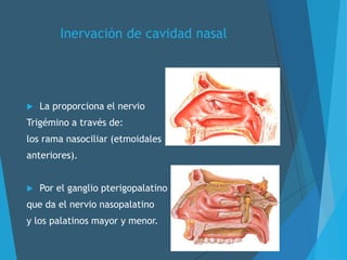 Inervación de cavidad nasal
 La proporciona el nervio
Trigémino a través de:
los rama nasociliar (etmoidales
anteriores).
 Por el ganglio pterigopalatino
que da el nervio nasopalatino
y los palatinos mayor y menor.
 