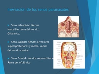 Inervación de los senos paranasales
 Seno esfenoidal: Nervio
Nasociliar rama del nervio
Oftálmico.
 Seno Maxilar: Nervios alveolares
superoposteriores y medio, ramas
del nervio maxilar.
 Seno Frontal: Nervios supraorbitarios,
Rama del oftálmico
 