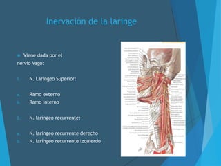 Inervación de la laringe
 Viene dada por el
nervio Vago:
1. N. Laríngeo Superior:
a. Ramo externo
b. Ramo interno
2. N. laríngeo recurrente:
a. N. laríngeo recurrente derecho
b. N. laríngeo recurrente izquierdo
 