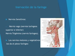 Inervación de la faringe
 Nervios Sensitivos:
o Nervio vago (nervios laríngeos
superior e inferior)
Nervio Trigémino (nervio faríngeo).
 Los nervios motores y vegetativos
los da el plexo faríngeo
 