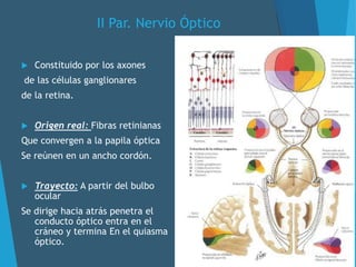 II Par. Nervio Óptico
 Constituido por los axones
de las células ganglionares
de la retina.
 Origen real: Fibras retinianas
Que convergen a la papila óptica
Se reúnen en un ancho cordón.
 Trayecto: A partir del bulbo
ocular
Se dirige hacia atrás penetra el
conducto óptico entra en el
cráneo y termina En el quiasma
óptico.
 