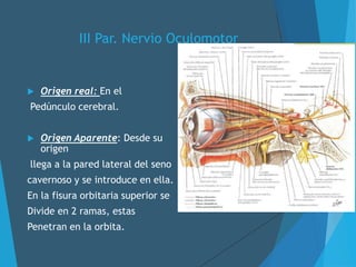 III Par. Nervio Oculomotor
 Origen real: En el
Pedúnculo cerebral.
 Origen Aparente: Desde su
origen
llega a la pared lateral del seno
cavernoso y se introduce en ella.
En la fisura orbitaria superior se
Divide en 2 ramas, estas
Penetran en la orbita.
 