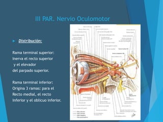 III PAR. Nervio Oculomotor
 Distribución:
Rama terminal superior:
Inerva el recto superior
y el elevador
del parpado superior.
Rama terminal inferior:
Origina 3 ramas: para el
Recto medial, el recto
Inferior y el oblicuo inferior.
 