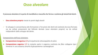 Set Di 4 Cucchiai Alveolari Lucas Per Chirurgia Dentale &ndash; Medspo, Acciaio Inossidabile