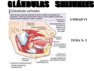 GLÁNDULAS  SALIVALES UNIDAD VI TEMA N- 2 