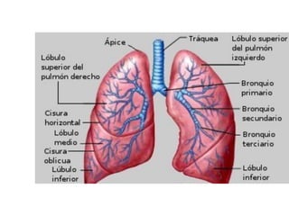 Que significa una mancha en el pulmon