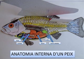 ANUS

FETGE
ESTÓMAC

INTESTÍ

BUFETA URINÀRIA

ANATOMIA INTERNA D’UN PEIX

 
