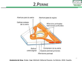 2.PERINE
Anatomía de Gray. Drake, Vogl, Mitchell, Editorial Elsevier, 2a Edición, 2010. España.
17
 