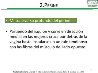 • Partiendo del isquion y corre en dirección
medial en las mujeres cruza por detrás de la
vagina hasta instalarse en un rafe tendinoso
con las fibras del músculo del lado opuesto
2.PERINE
• M. transverso profundo del periné
Anatomía Humana. Latarjet. 4ª edición. Editorial Panamericana. Tomo 2. Capítulo 131. 2005
21
 