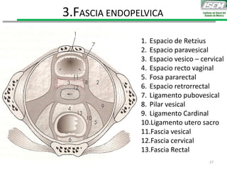 1. Espacio de Retzius
2. Espacio paravesical
3. Espacio vesico – cervical
4. Espacio recto vaginal
5. Fosa pararectal
6. Espacio retrorrectal
7. Ligamento pubovesical
8. Pilar vesical
9. Ligamento Cardinal
10.Ligamento utero sacro
11.Fascia vesical
12.Fascia cervical
13.Fascia Rectal
3.FASCIA ENDOPELVICA
27
 