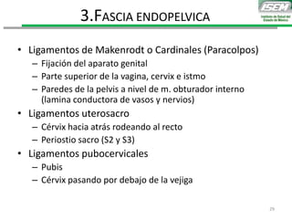 • Ligamentos de Makenrodt o Cardinales (Paracolpos)
– Fijación del aparato genital
– Parte superior de la vagina, cervix e istmo
– Paredes de la pelvis a nivel de m. obturador interno
(lamina conductora de vasos y nervios)
• Ligamentos uterosacro
– Cérvix hacia atrás rodeando al recto
– Periostio sacro (S2 y S3)
• Ligamentos pubocervicales
– Pubis
– Cérvix pasando por debajo de la vejiga
3.FASCIA ENDOPELVICA
29
 