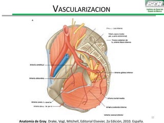 VASCULARIZACION
Anatomía de Gray. Drake, Vogl, Mitchell, Editorial Elsevier, 2a Edición, 2010. España.
32
 