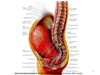 Atlas de Anatomía Humana. Netter, Frank. 4a Edición. Editorial Elsevier, 2007. España
37
 