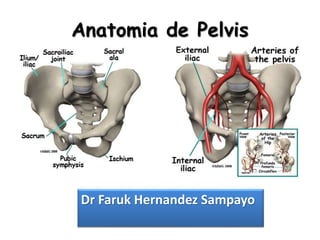 Anatomia de Pelvis
Dr Faruk Hernandez Sampayo
 