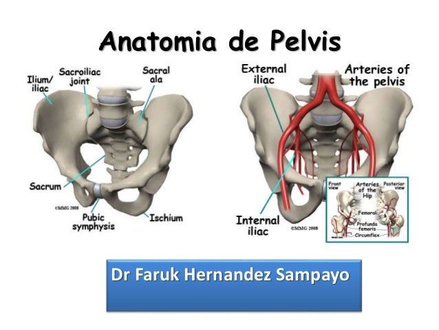 Anatomia pelvis