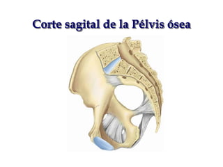Anatomia Pelvis Dr I igo Fern ndez PPTX