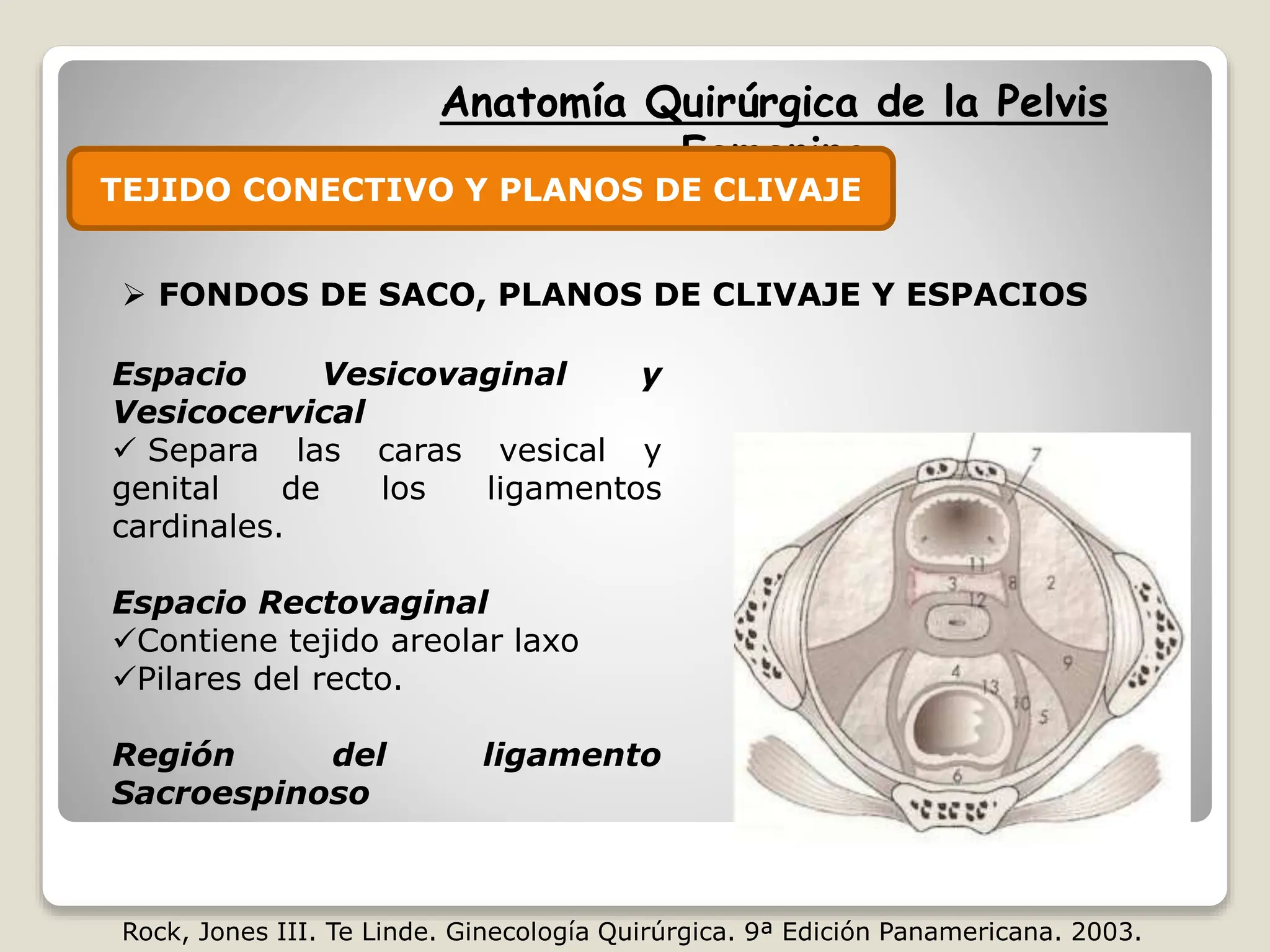 Anatomia Pelvis EVALUCION PLANOS LIMITES PPTX