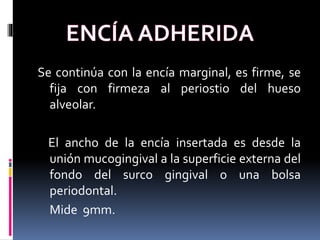 Se continúa con la encía marginal, es firme, se
fija con firmeza al periostio del hueso
alveolar.
El ancho de la encía insertada es desde la
unión mucogingival a la superficie externa del
fondo del surco gingival o una bolsa
periodontal.
Mide 9mm.
 