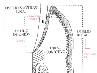 MIRA HACIA
C.B
DIENTE NO
CONT. C EL
C. / EY D
 