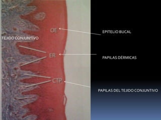 EPITELIO BUCAL
TEJIDO CONJUNTIVO
PAPILAS DÉRMICAS
PAPILAS DELTEJIDO CONJUNTIVO
 