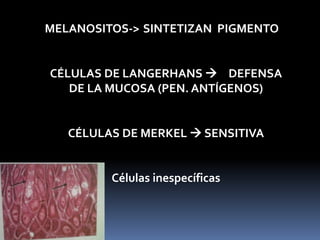MELANOSITOS-> SINTETIZAN PIGMENTO
CÉLULAS DE LANGERHANS  DEFENSA
DE LA MUCOSA (PEN. ANTÍGENOS)
CÉLULAS DE MERKEL  SENSITIVA
Células inespecíficas
 