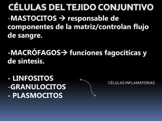 -MASTOCITOS  responsable de
componentes de la matriz/controlan flujo
de sangre.
-MACRÓFAGOS funciones fagocíticas y
de síntesis.
- LINFOSITOS
-GRANULOCITOS
- PLASMOCITOS
CÉLULAS INFLAMATORIAS
 