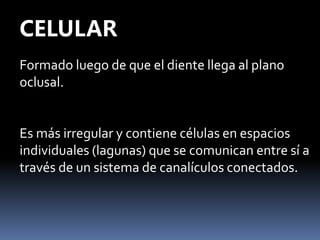 CELULAR
Formado luego de que el diente llega al plano
oclusal.
Es más irregular y contiene células en espacios
individuales (lagunas) que se comunican entre sí a
través de un sistema de canalículos conectados.
 