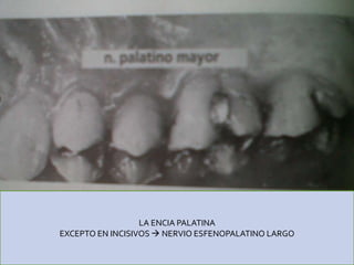 LA ENCIA PALATINA
EXCEPTO EN INCISIVOS  NERVIO ESFENOPALATINO LARGO
 