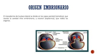 Anatomia peritoneo y cavidad abdominal | PDF