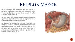 Anatomia peritoneo y cavidad abdominal | PPTX