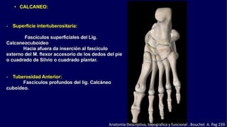 Anatomia del Pie