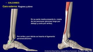 Anatomia del Pie