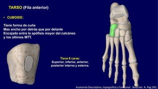 Anatomia del Pie