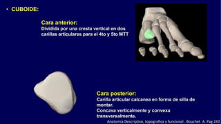 Anatomia del Pie