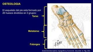 Anatomia del Pie