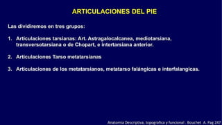 Anatomia del Pie