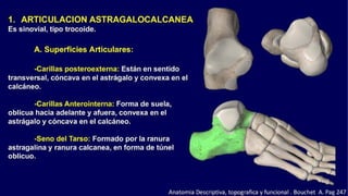 Anatomia del Pie
