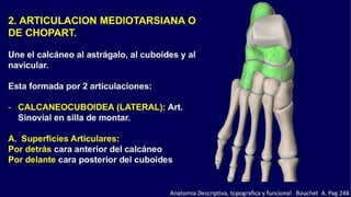 Anatomia del Pie