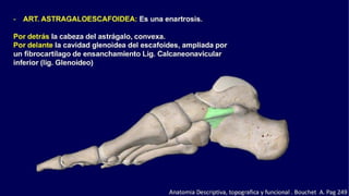 Anatomia del Pie