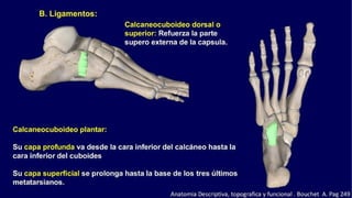 Anatomia del Pie